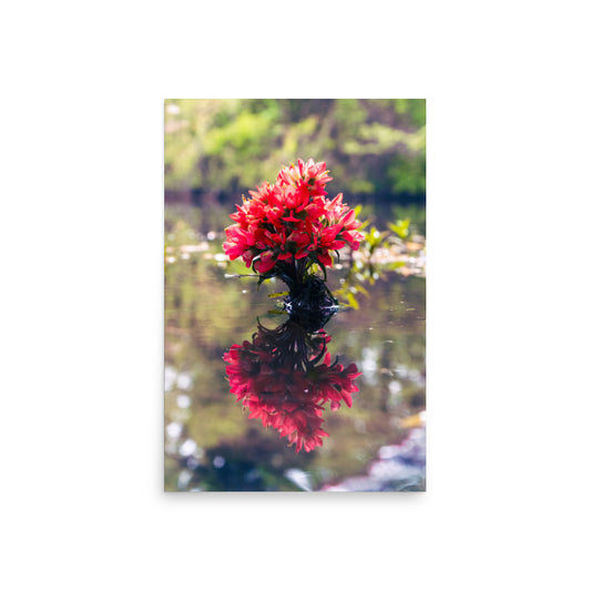 Crimson Reflection: Nature's Bouquet